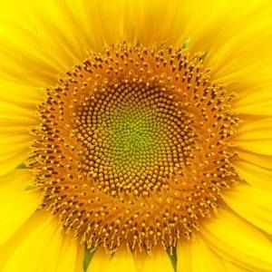 Meet your Posher, Pam